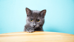 Lost Pet: Fifi0206a