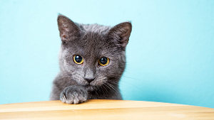Lost Pet: Fifi0207b