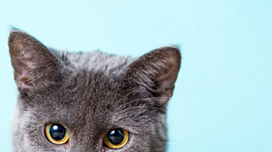 Lost Pet: Fifi0209a